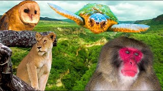 Beautiful Wild Kingdom Real Sounds &amp; Relaxing Nature | Part 5