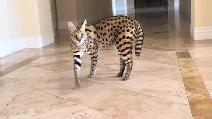 Video 8960401: savannah servalcat, servalcat cat, savannah cats love, gato savannah