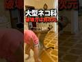 ピューマをペットにしたときの想像以上の破壊力