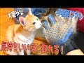 恐ろしいほど毛が取れる手袋ブラシが気持ちよすぎて猫がメロメロになったwww