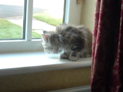 Majesticoon Mia - Maine Coon Kitten