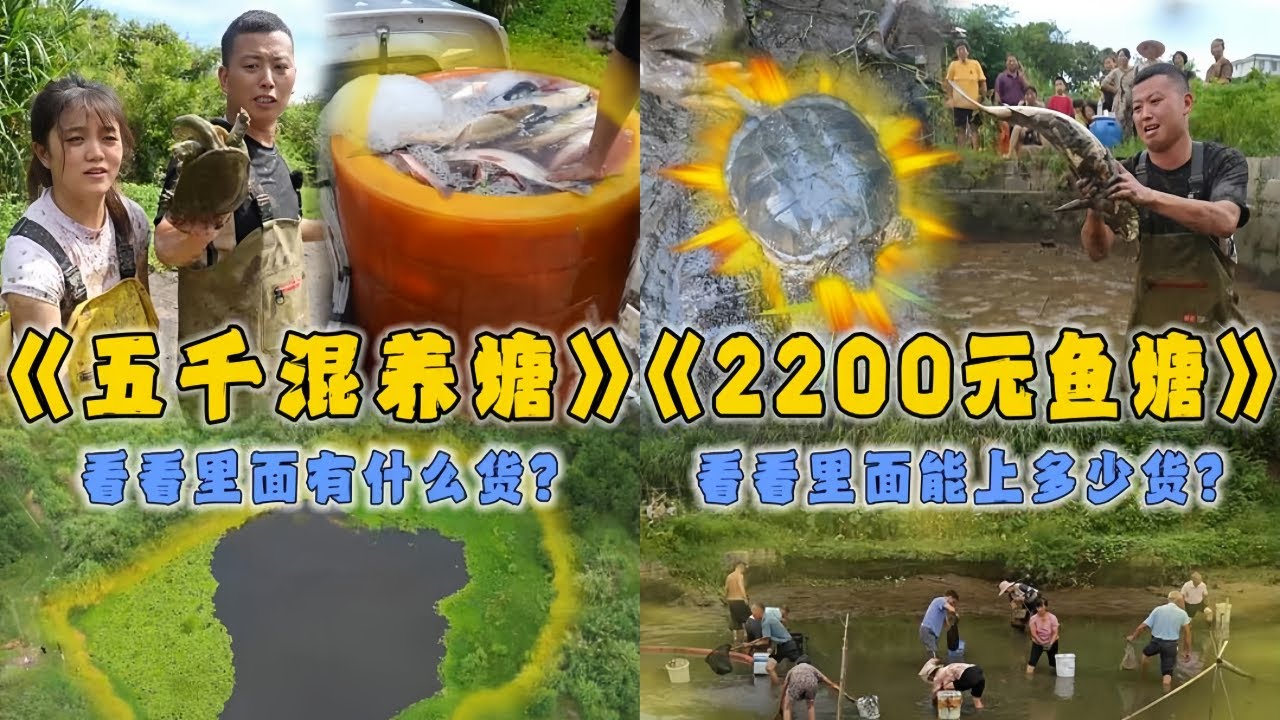 小飞哥花5000元包下口混养塘，看看里面有些什么货？｜花2200元包下城中村鱼塘，看看里面能上多少货？