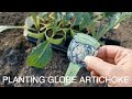 How To Grow And When To Plant Globe Artichokes