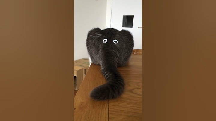 Funny Cat's Behind Looks Like an Elephant!