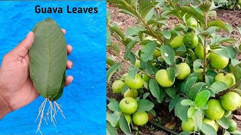 || How to grow guava trees from guava leaves - With 100% Success || How to grow guava plant