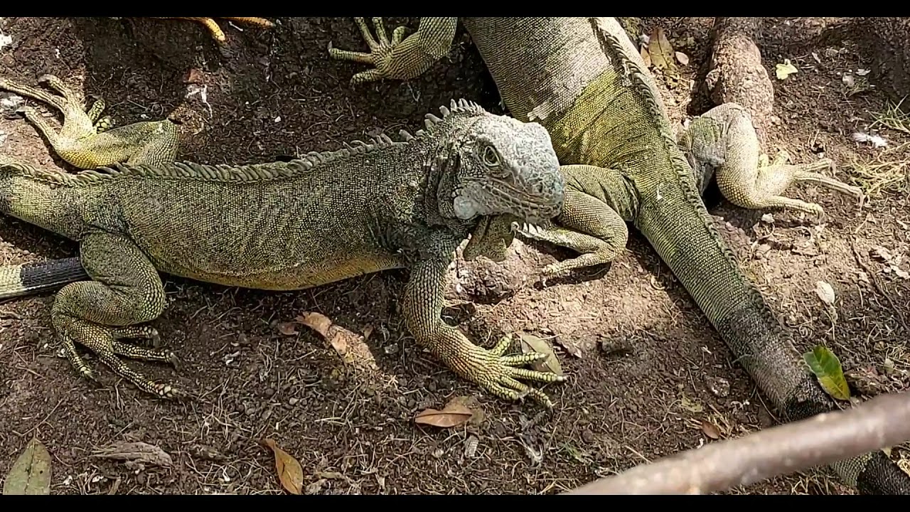 Parque de las Iguanas Guayaquil Ecuador YouTube Parque de las Iguanas Guayaquil Ecuador YouTube
