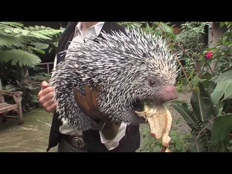 Holding a Porcupine - Cincinnati Zoo