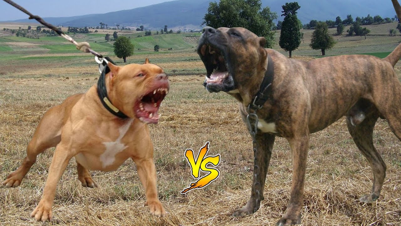 Pitbull Kafa Tutan Tek Kopek Mi Pitbull Terrier In En Buyuk Rakibi Presa Canario Youtube