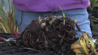 Plant Care & Gardening : How to Prepare Daylilies for Winter