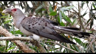 Channel Billed Cuckoo largest of Australian Cuckoos Nelson Bay birds