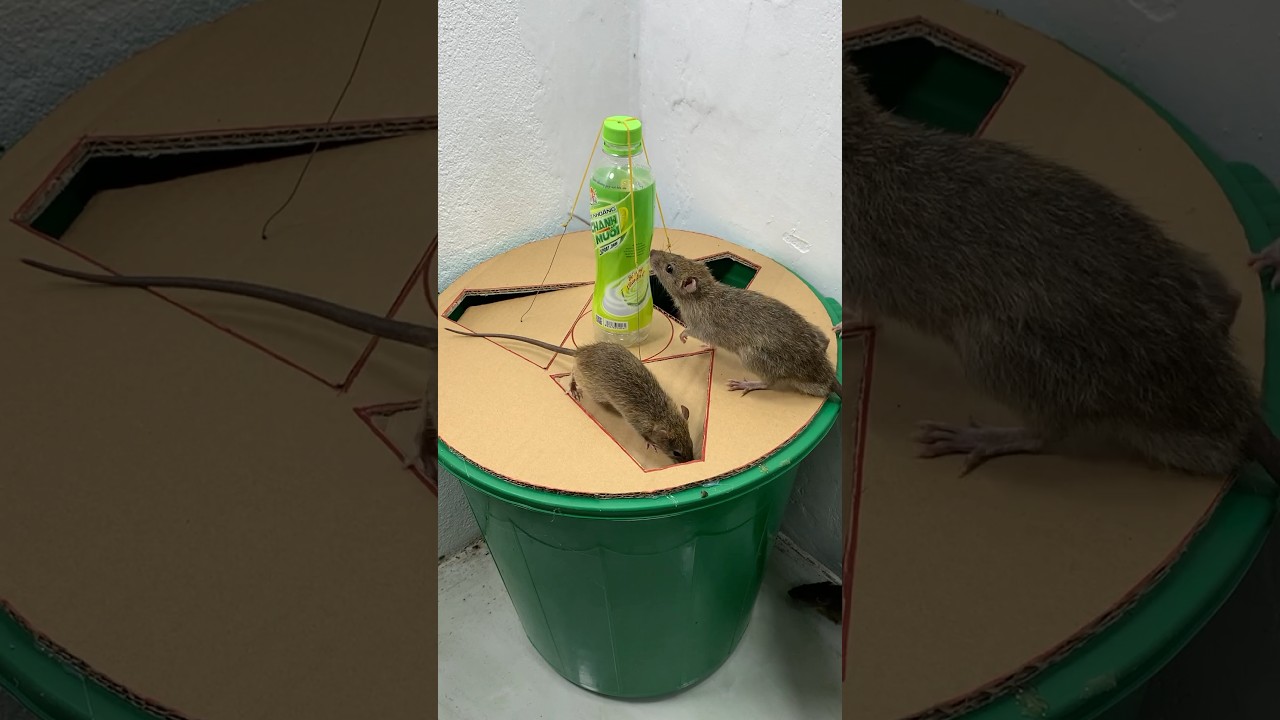 How to Build a Cheap Rat & Mouse Bucket Trap - BroBryceGardens - video  Dailymotion