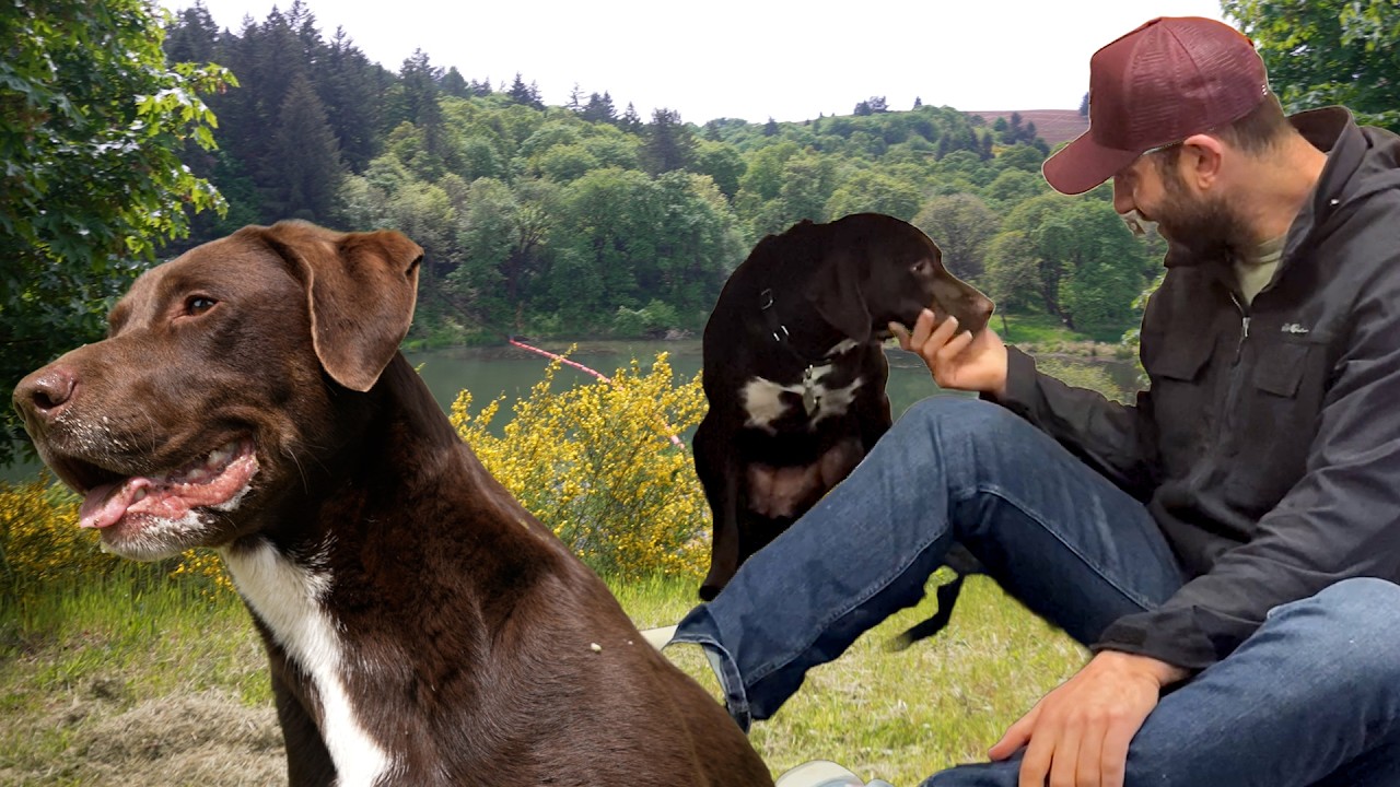 Ella is the most energetic dog at the sanctuary by far and her story is one of my favorites