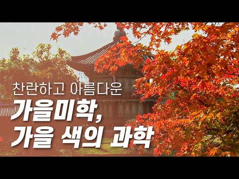가을미학 - 찬란하게 아름다운 가을 색의 과학 [다큐S프라임] / YTN 사이언스
