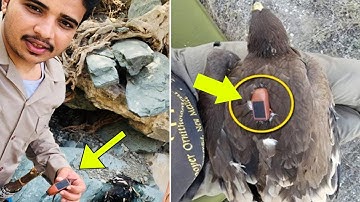 A man found This EAGLE with GPS tracker! He connected it to a computer and couldn’t believe his eyes