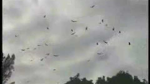 Radio Carbon Art - Endless Lift DVD