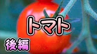 【実況】　トマト　【後編】