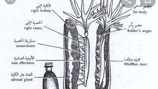 الجهاز البولي التناسلي الذكري للضفدعة د مروة محمد