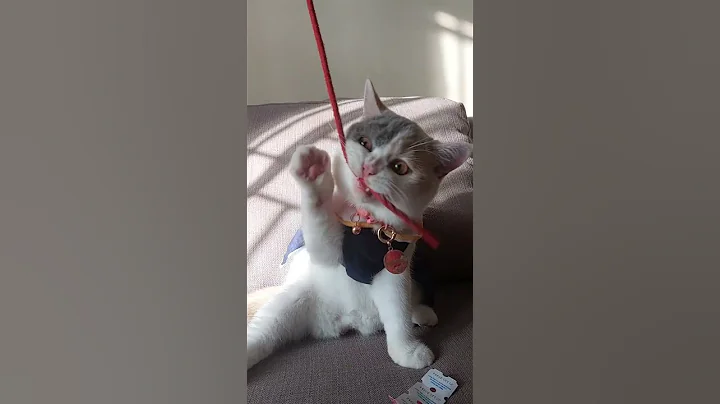 Watch the video about Main sama mochi #britishshorthair #cat #viralvideo #funny #funnyvideo #youtubeshorts #kucinglucu