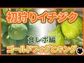 【イチジク】2025年度、イチジク初収穫！ゴールドフィグは夏果がおすすめ！（育て方）