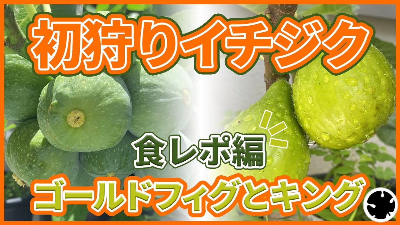 Maroc Gold 剪定後発送 イチジク いちじく 穂木 苗 Maroc Gold 剪定後