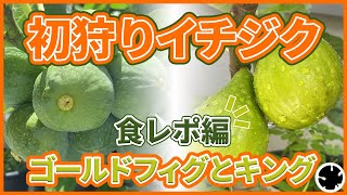 Figs] First fig harvest in 2025! Gold figs are recommended as