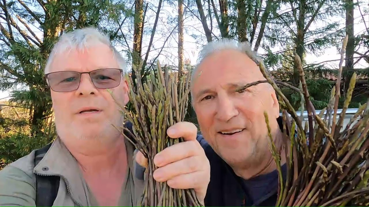 Wilder Spargel in Slovenien, Spargelsuche, kochen mit Wild Spargel