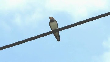 Swallow (Slow motion) / Hirondelle (ralenti) [HD]