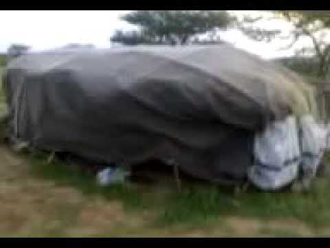 بادية الماهريه في قرية ارمبا الخضراء