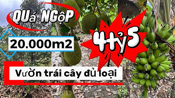 Quá ngộp rồi anh chị ơi. Vườn trái cây 20.000m2 mà giá chỉ 4tỷ5 tại Định Quán Đồng Nai