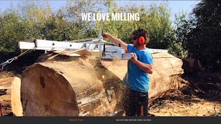 Milling a Massive Oak Tree with 60' Chainsaw and Alaskan Mill