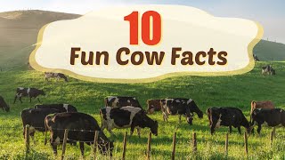 10 Fun Cow Facts