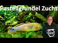 ZUCHT PASTELLGRUNDEL - Ein ausführlicher Bericht