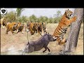 Tiger Fearsome Power Knocked Down Warthog Painfully - Tiger vs Lion, Elephant, Buffalo