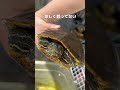アカミミガメのまいちゃん、引っ越しました
