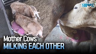 A Fierce Battle For Milk of Mother Cows