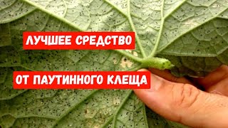 Срочно 1 Средство Спасет Огурцы От Всех Вредителей! Даже Дохлые Огурцы Вмиг Заплодоносят!