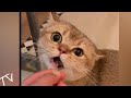 Cats funny cute moments😍