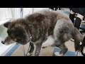 秋田犬会館配信！