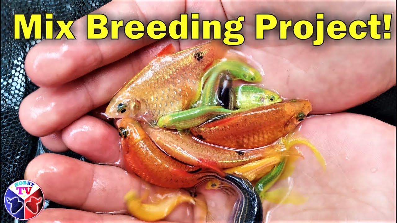 Danios & Barbs Fish Mix Breeding Experiment! YouTube