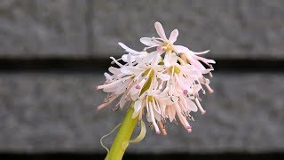 山野草・植栽編#10　ショウジョウバカマの栽培記録