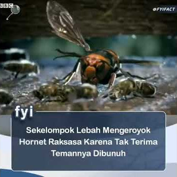 filosofi lebah dan XTC INDONESIA  #XTCINDONESIA #XTCJAWABARAT #XTCCIREBON #XTCPANGENAN
