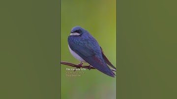 A beautiful blue Tree Swallow