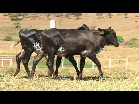 LOTE 51 • 5º LEILÃO GIROLANDO FAZENDA DIAMANTE • 834  811