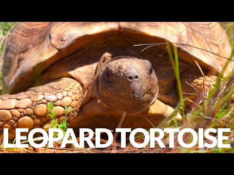 Wideo: Jak Sex Your Leopard Tortoise