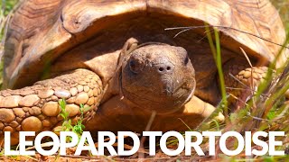 This Wild Leopard Tortoise is 80 Years Old! Plus baby tortoises!