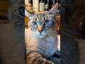 Serious face card on this cat