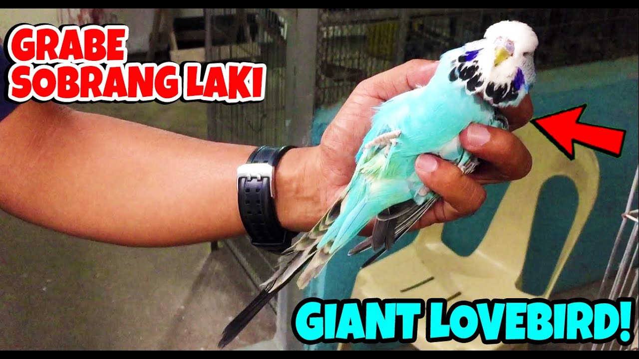 GRABE GANITO PALA KALAKI ANG IMPORTED BUDGIE KASING HABA NG BRASO!