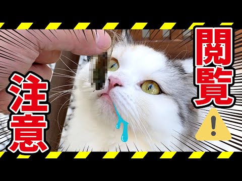 【閲覧注意】アレを食いまくる猫に困ってます【関西弁でしゃべる猫】