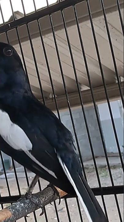 KACER ISIAN LOVEBIRD NGEKEK