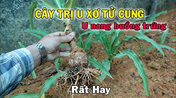 Trinh nữ hoàng cung, cây trị U xơ tử cung, U nang buồng trứng rất hay | THAODUOC.NET